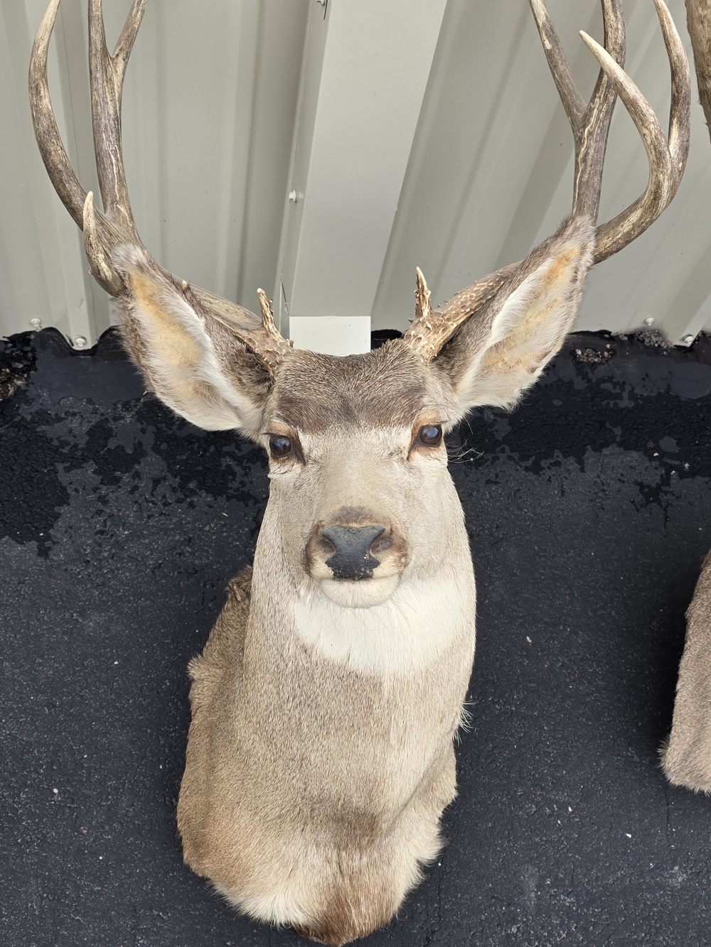 Wrangler Brown and Tan Deer Head Wall Mount